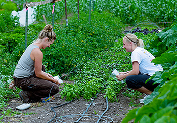 Photograph of youths clearing ground to make a garden.